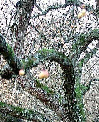 Chinesischer Apfel