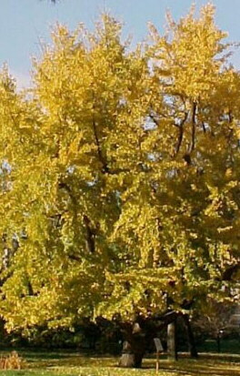 Ginkgobaum