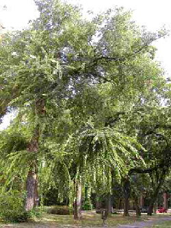 Westlicher Zrgelbaum